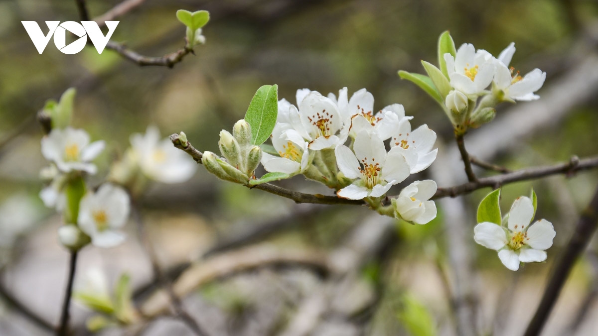 White Son Tra flowers spotted in full bloom on Pha Din peak